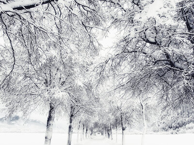Rotholz: Winterallee