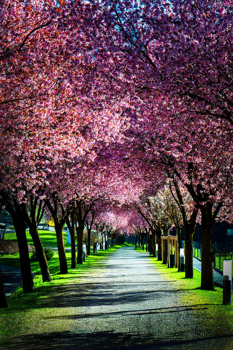 Kirschblüte