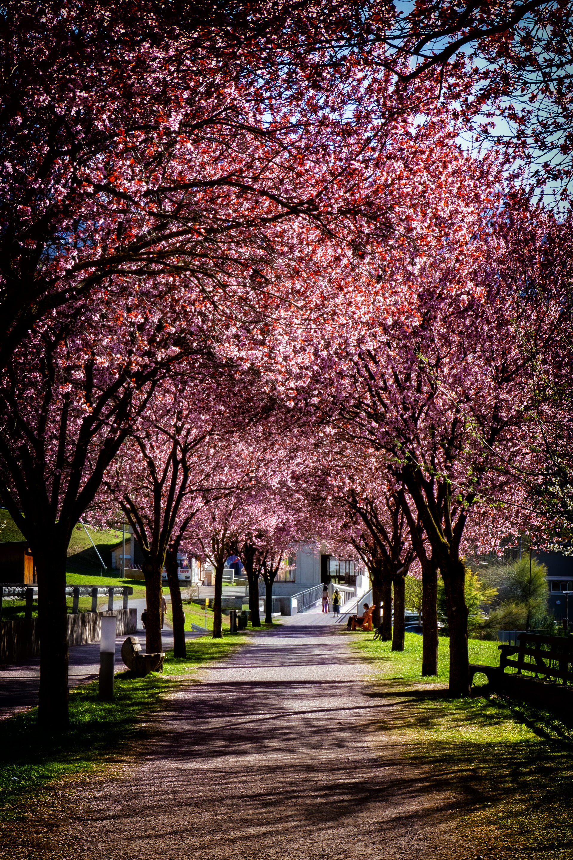Blütenallee Zams